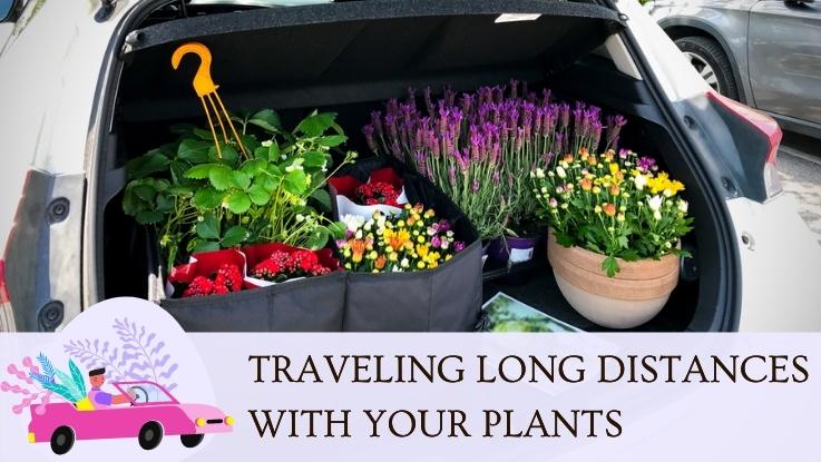 Traveling Long Distances With Your Plants