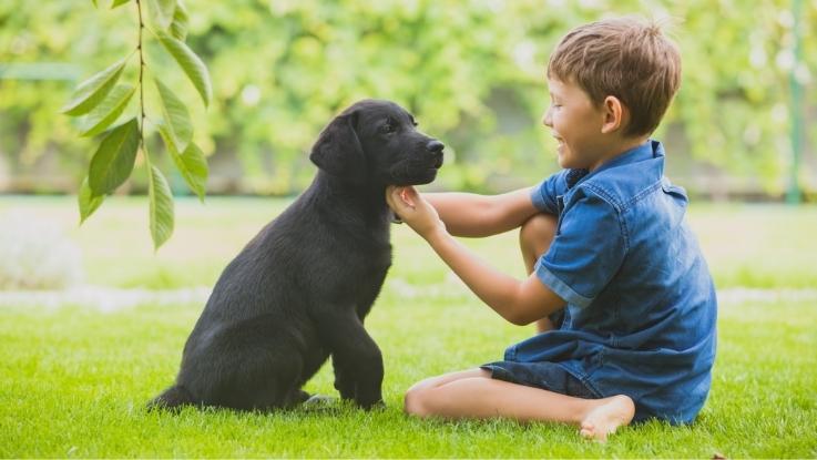 Take Care Of Your Pets And Children